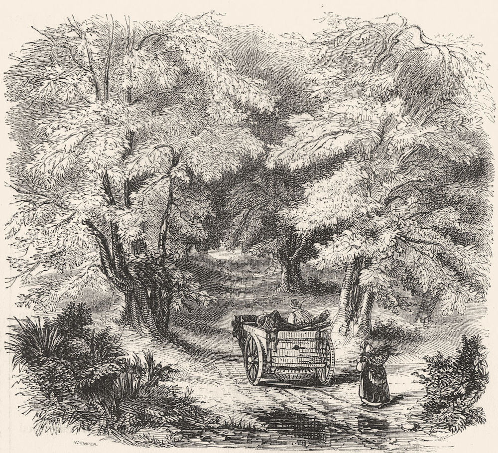BUCKS. Burnham Beeches 1845 old antique vintage print picture